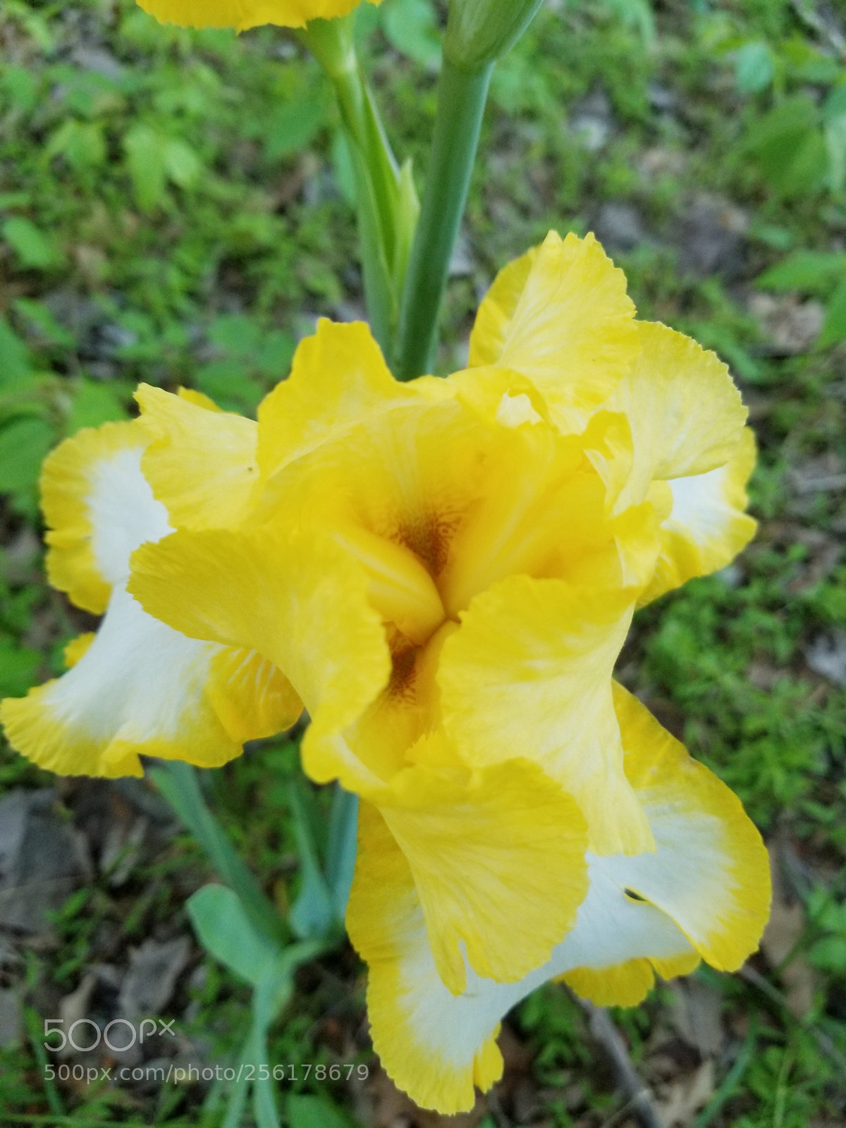 Samsung Galaxy S8+ sample photo. Iris photography