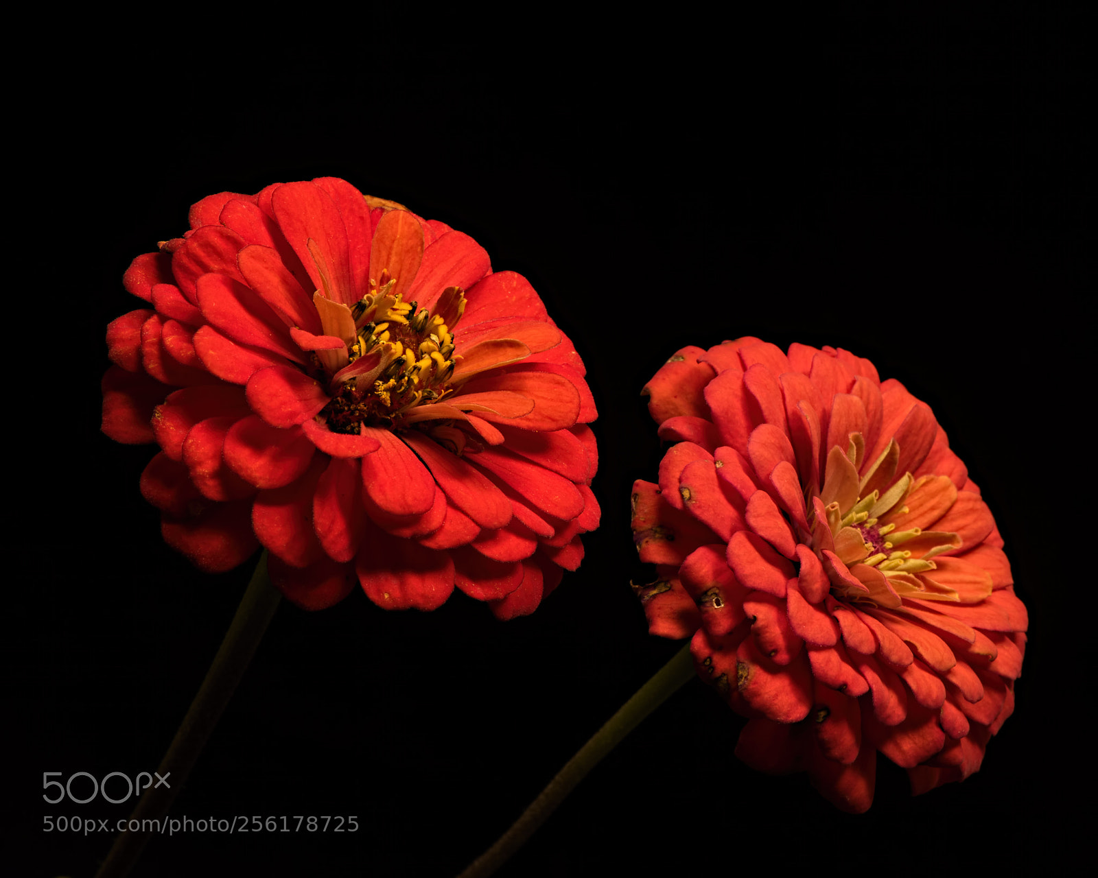 Nikon D810 sample photo. Fellow travelers 1009 photography