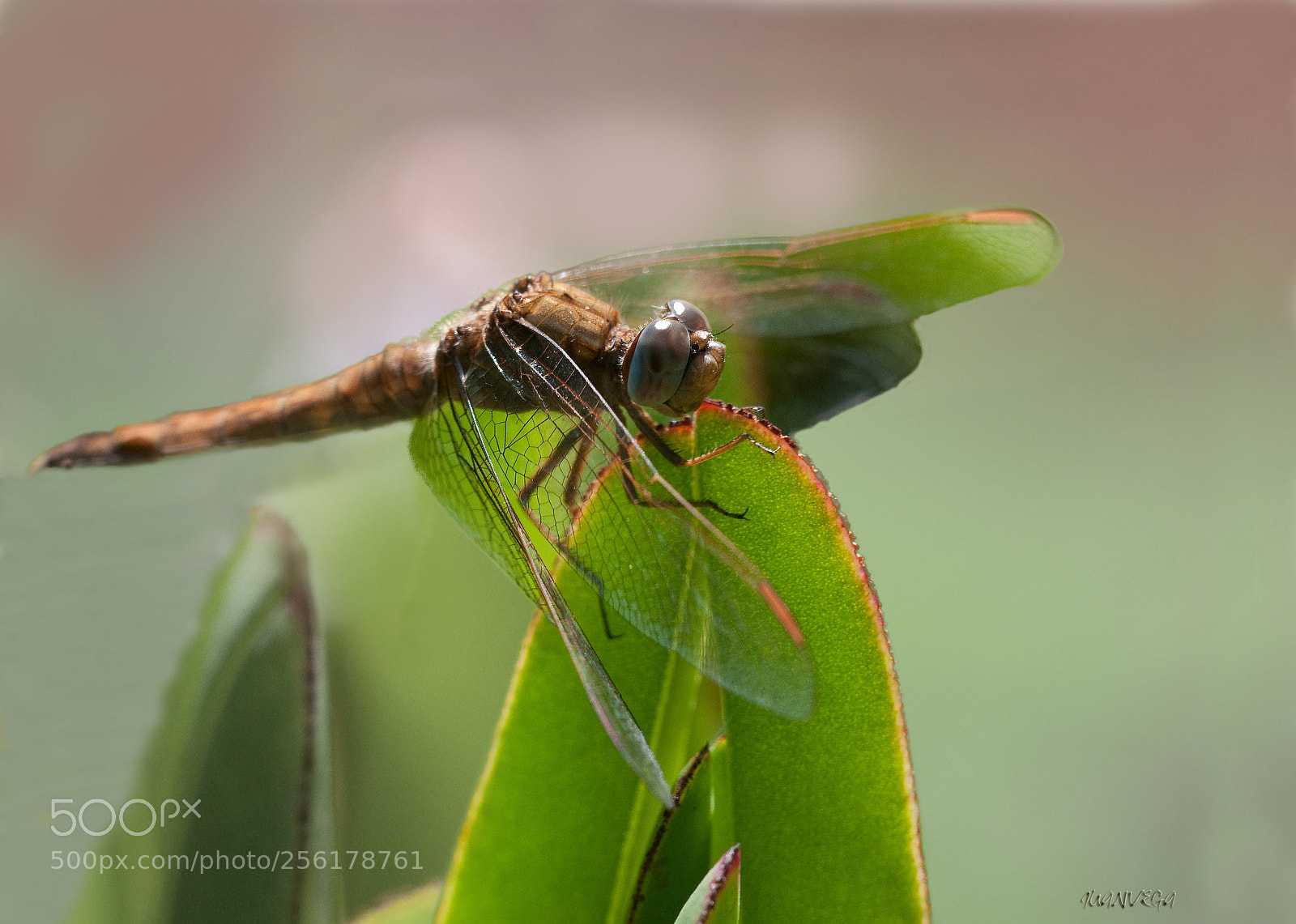 Nikon D90 sample photo. Macro photography