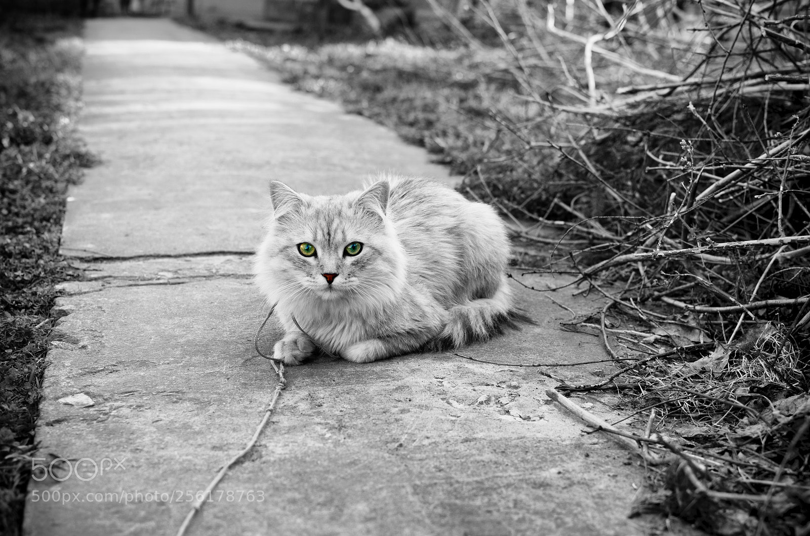 Nikon D7000 sample photo. Cheshire cat photography