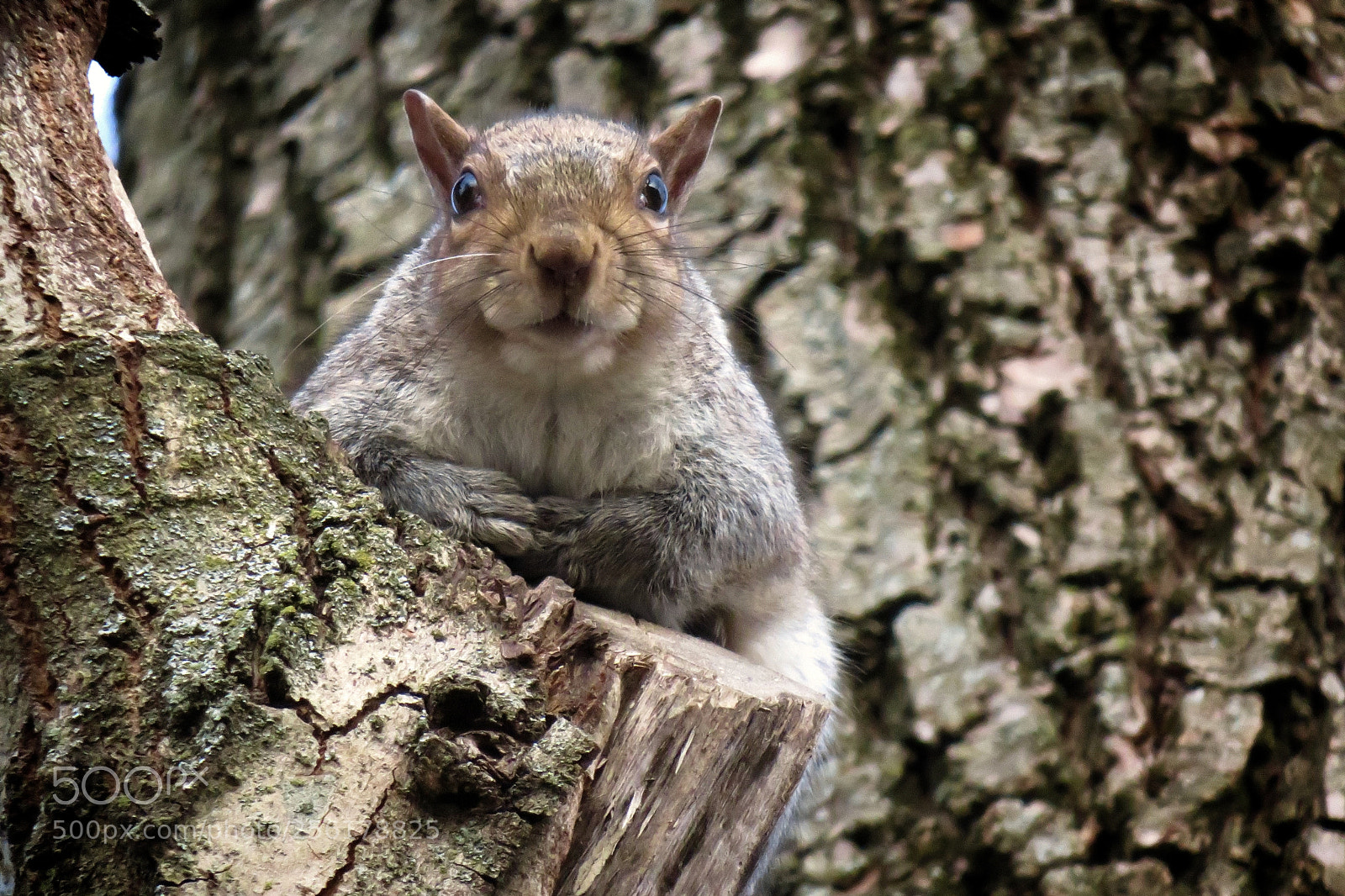 Canon PowerShot SX540 HS sample photo. Squirrel _ scoiattolo photography