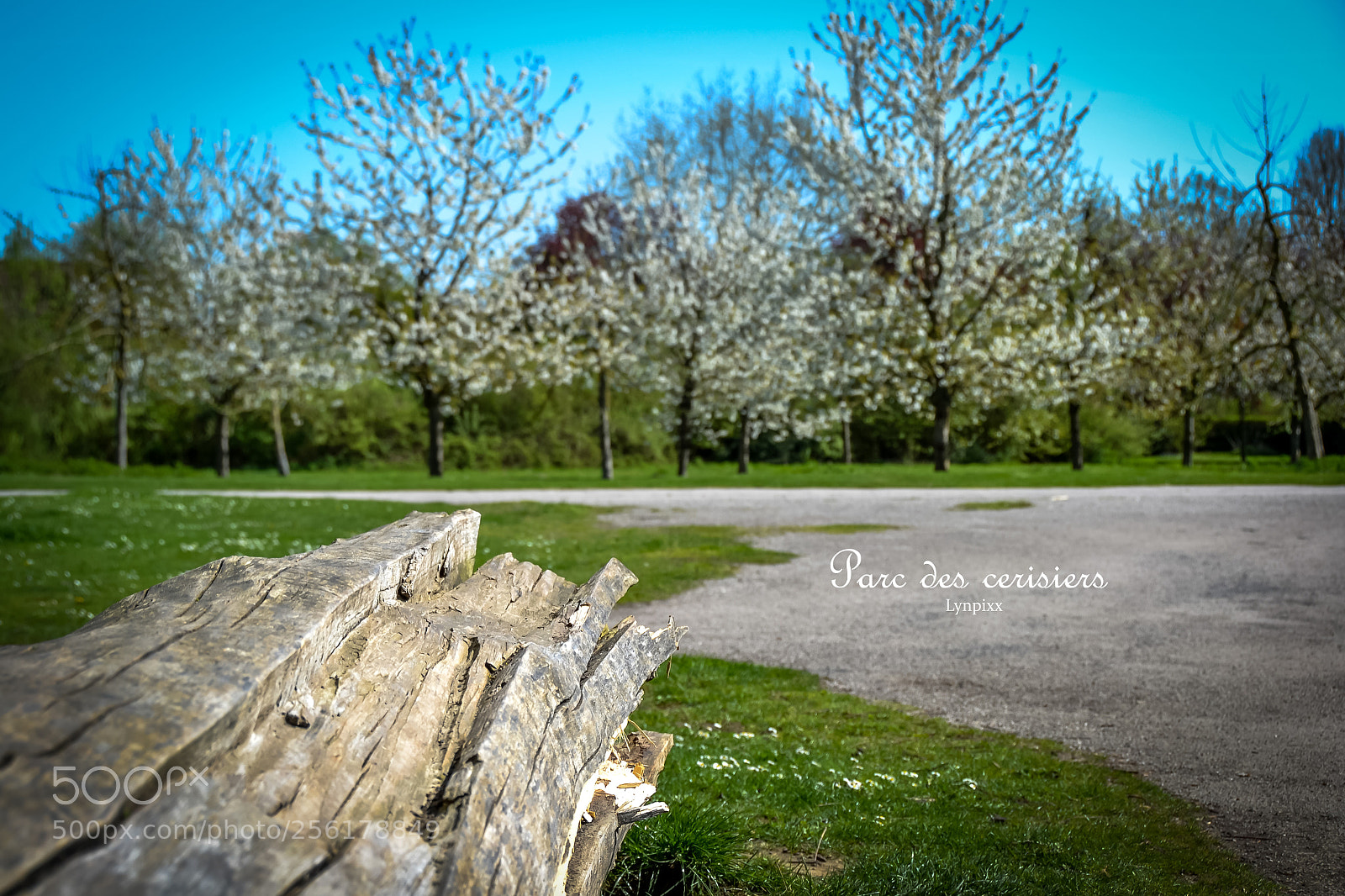 Nikon D3100 sample photo. Parc des cerisiers photography
