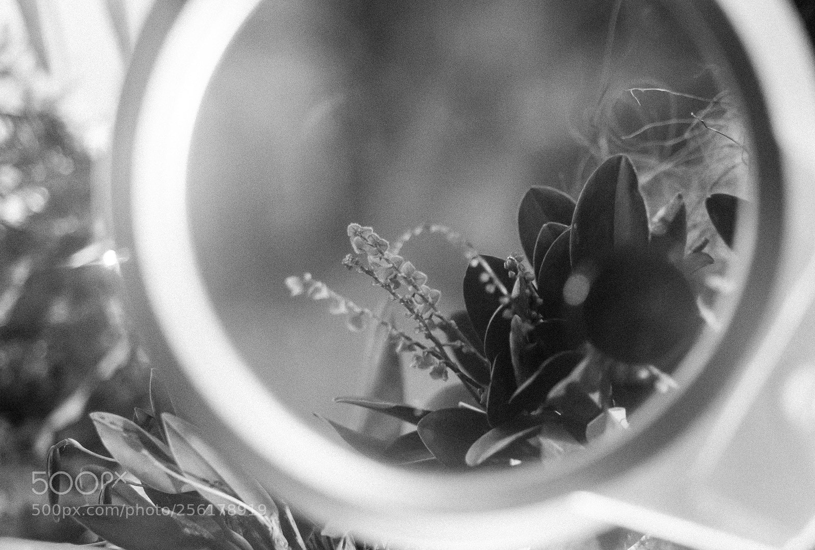 Canon EOS 70D sample photo. Life under a microscope photography