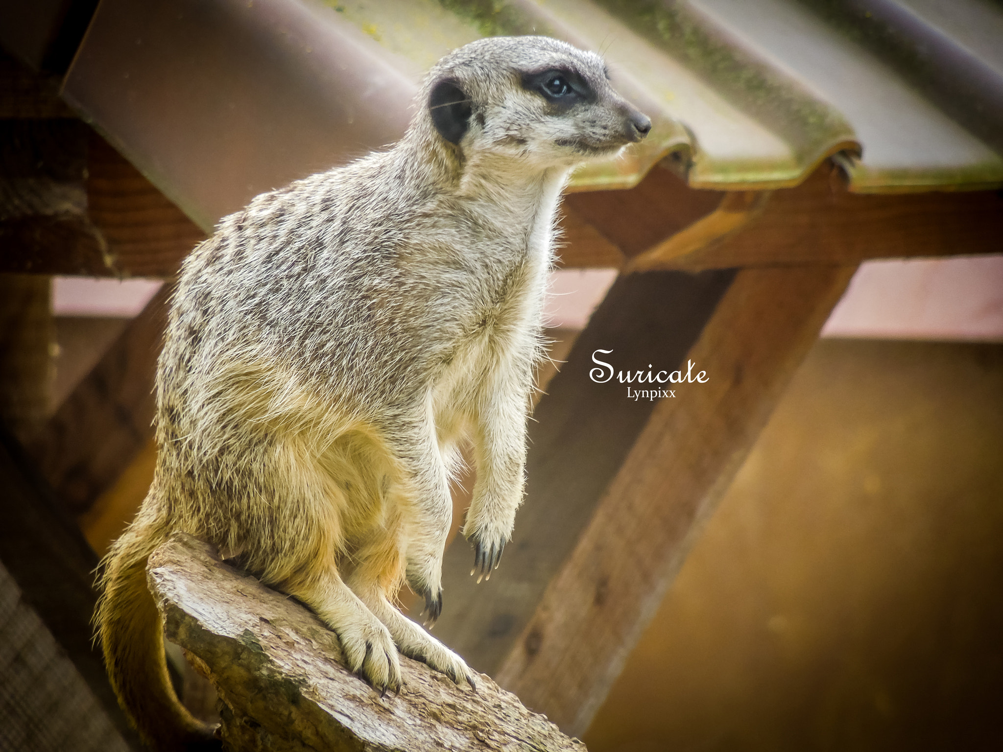 Nikon Coolpix S8200 sample photo. Suricate photography