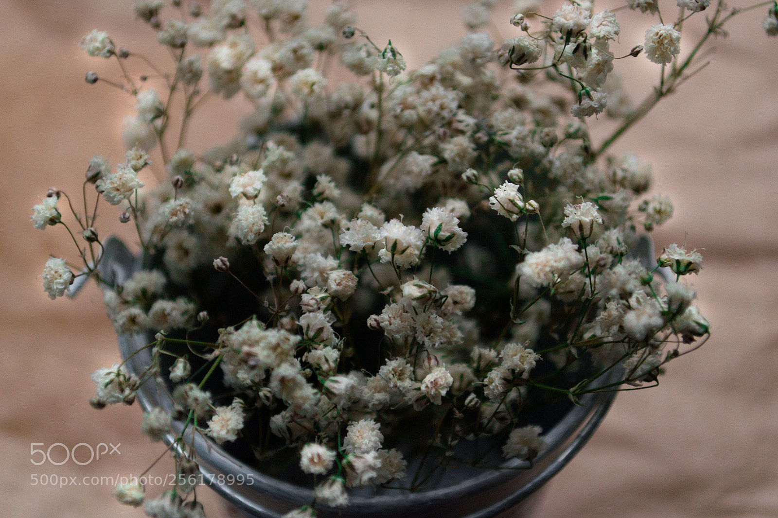 Nikon D3100 sample photo. цветы photography
