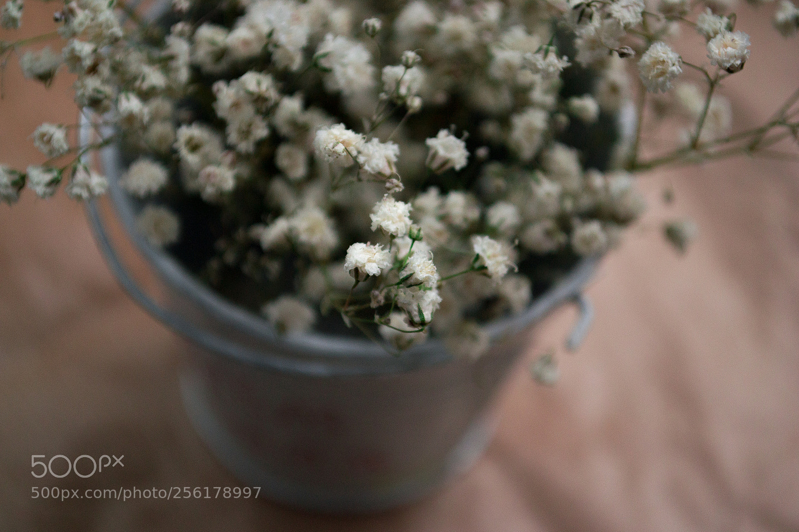 Nikon D3100 sample photo. цветы photography