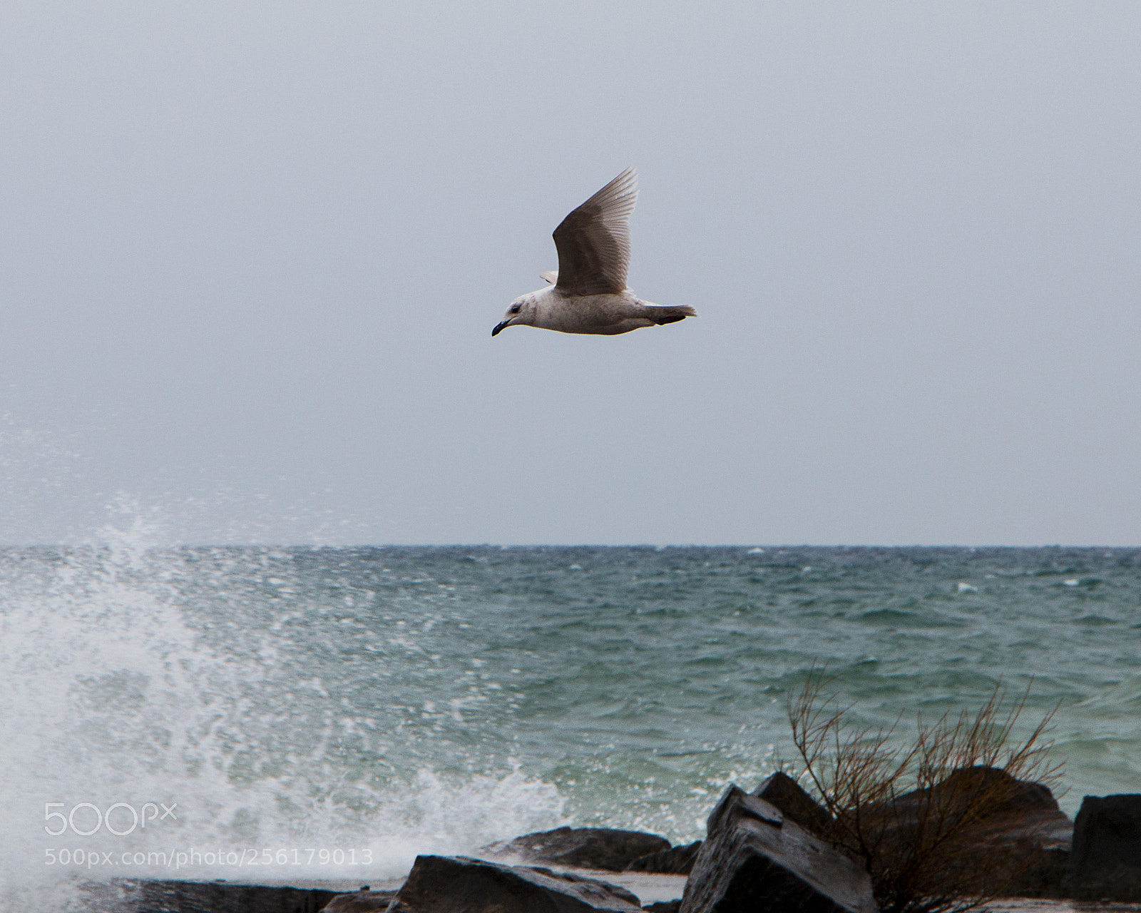 Canon EOS 70D sample photo. Stationary gull on a photography