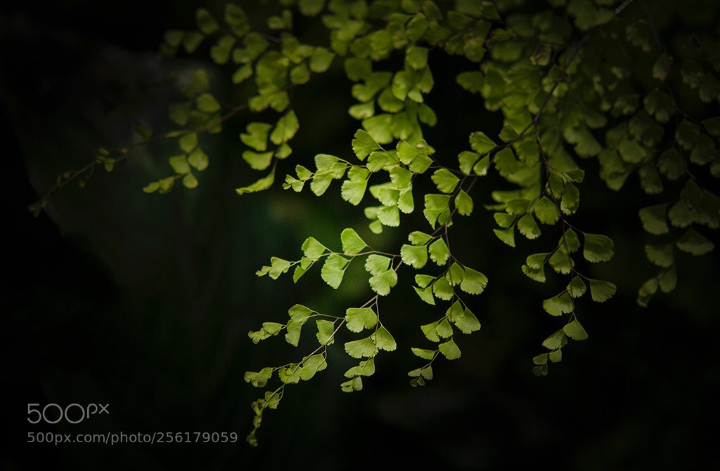 Nikon D300S sample photo. Fresh green photography