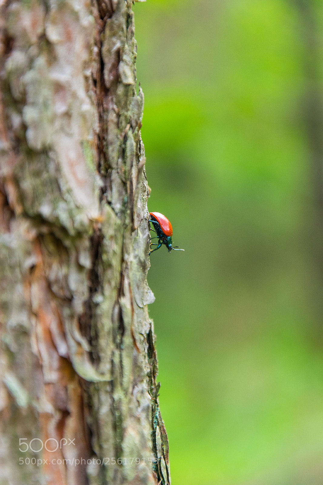 Nikon D5300 sample photo. Bug on the tree photography