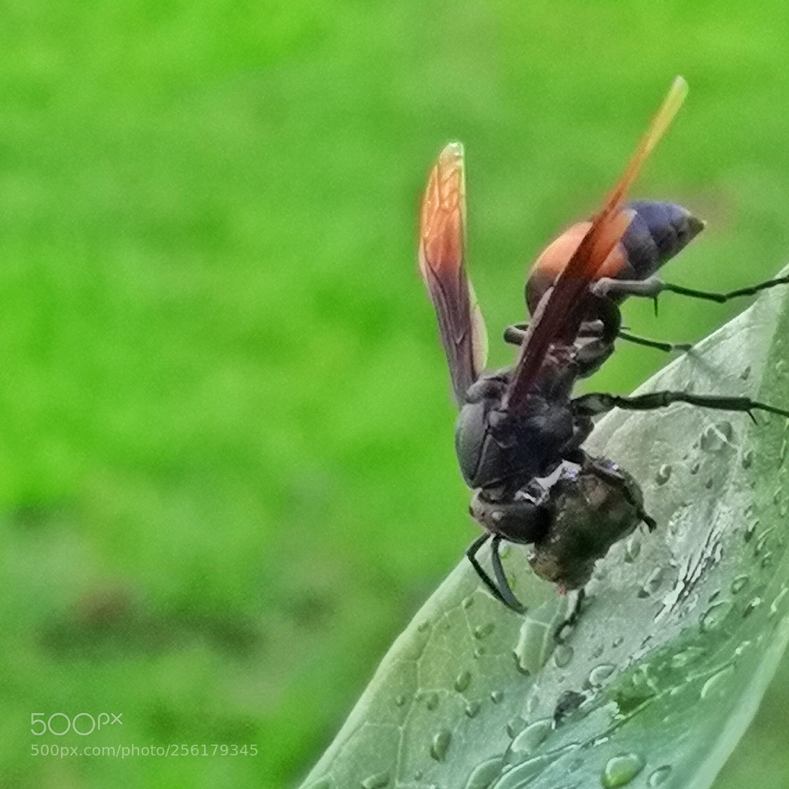 HUAWEI CLT-L29 sample photo. Tea break photography