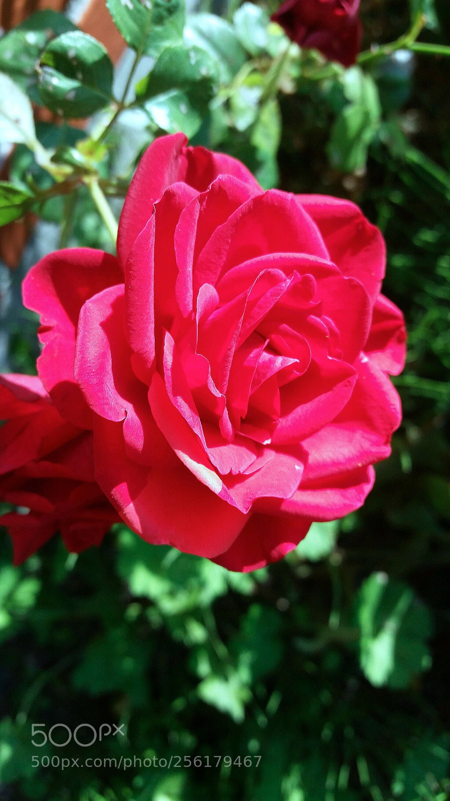 Samsung Galaxy S5 sample photo. Pink rose photography