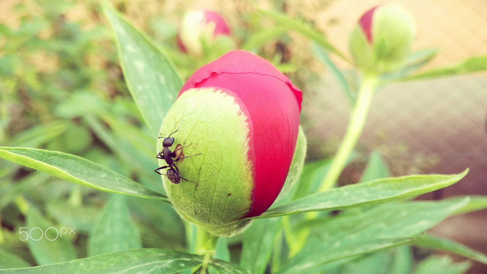 Xiaomi Mi-4c sample photo. Traveling ant.jpg photography