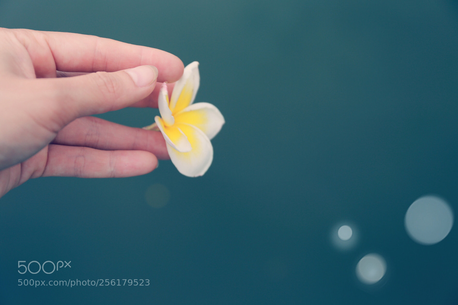 Canon EOS 6D sample photo. Flower small. photography