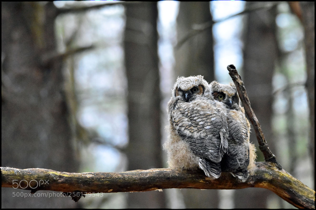 Nikon D7200 sample photo. Dsc photography