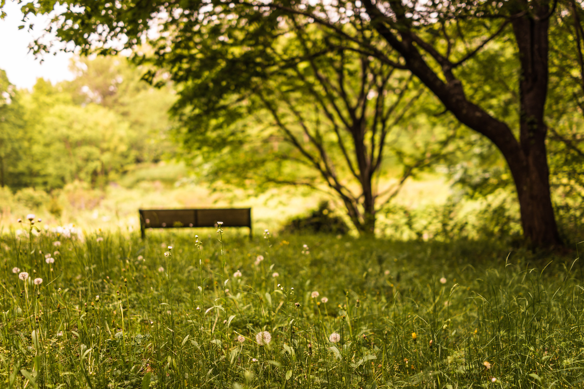 Sony Cyber-shot DSC-RX1R sample photo. Fluff park photography