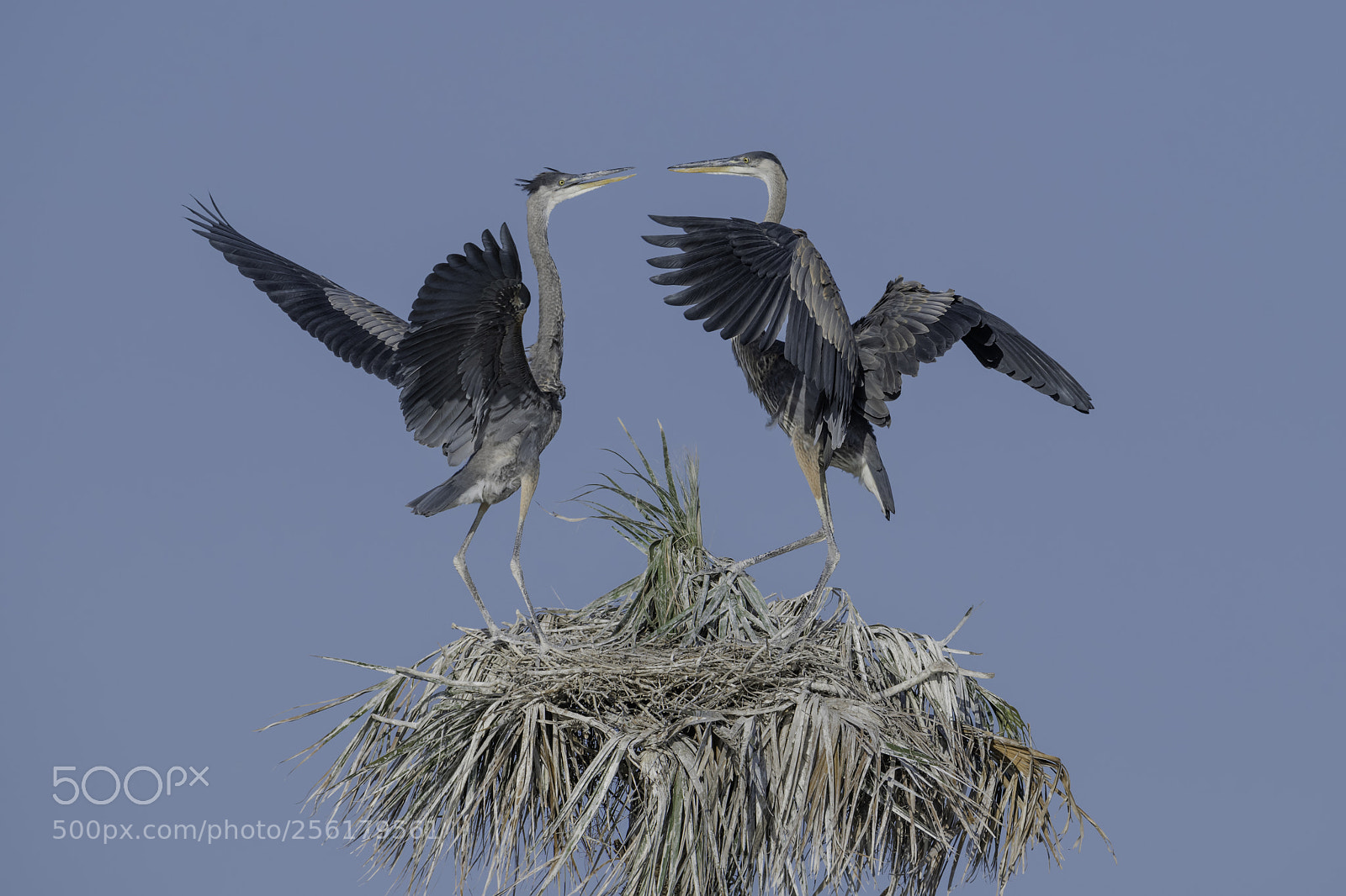 Nikon D850 sample photo. Flight practice... photography