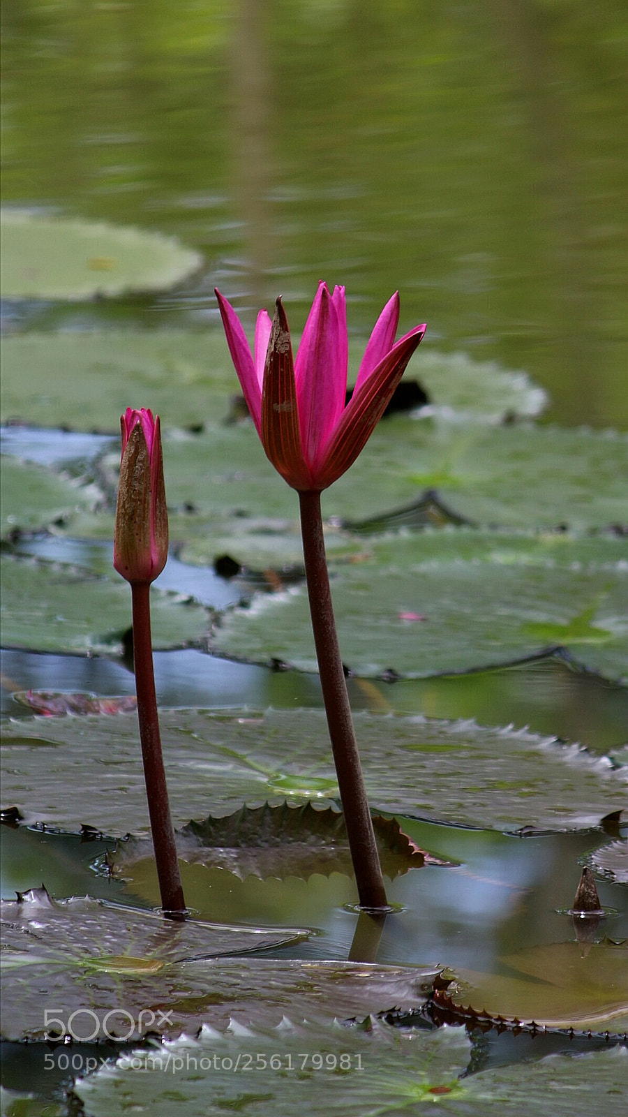 Canon EOS 700D (EOS Rebel T5i / EOS Kiss X7i) sample photo. Pink lotus photography