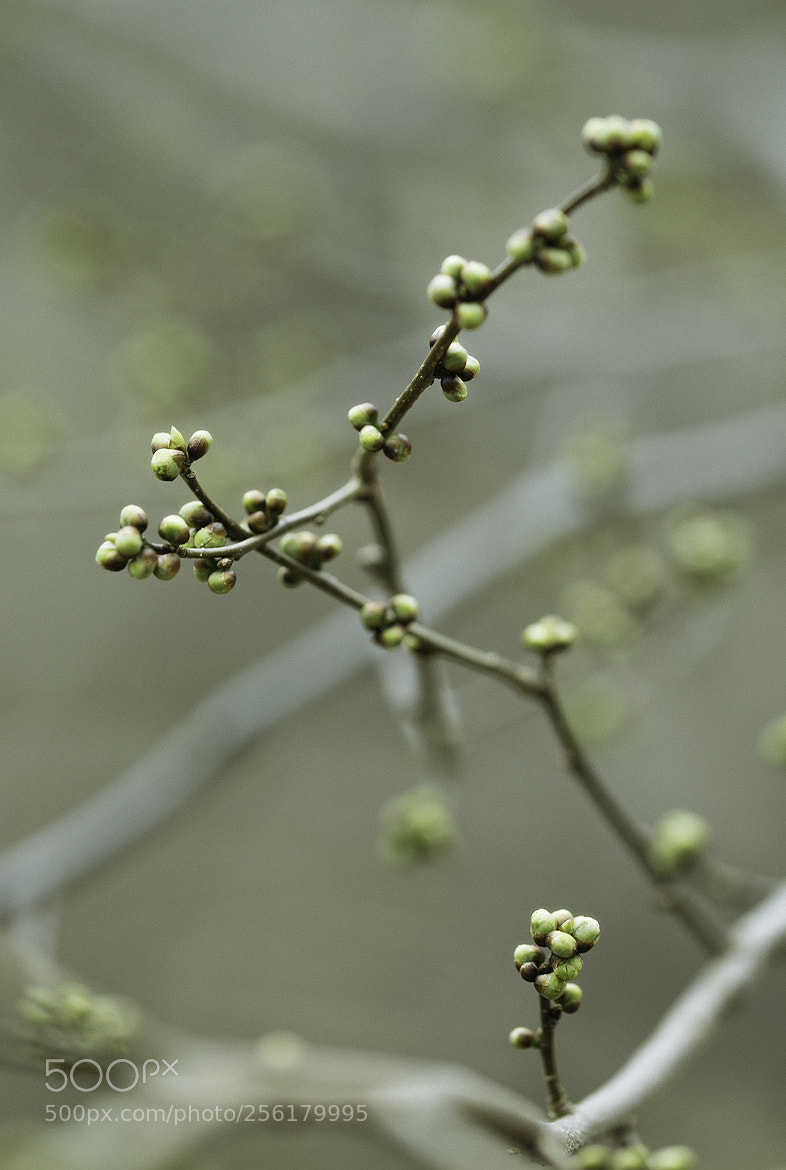 Nikon D600 sample photo. 180502 photography