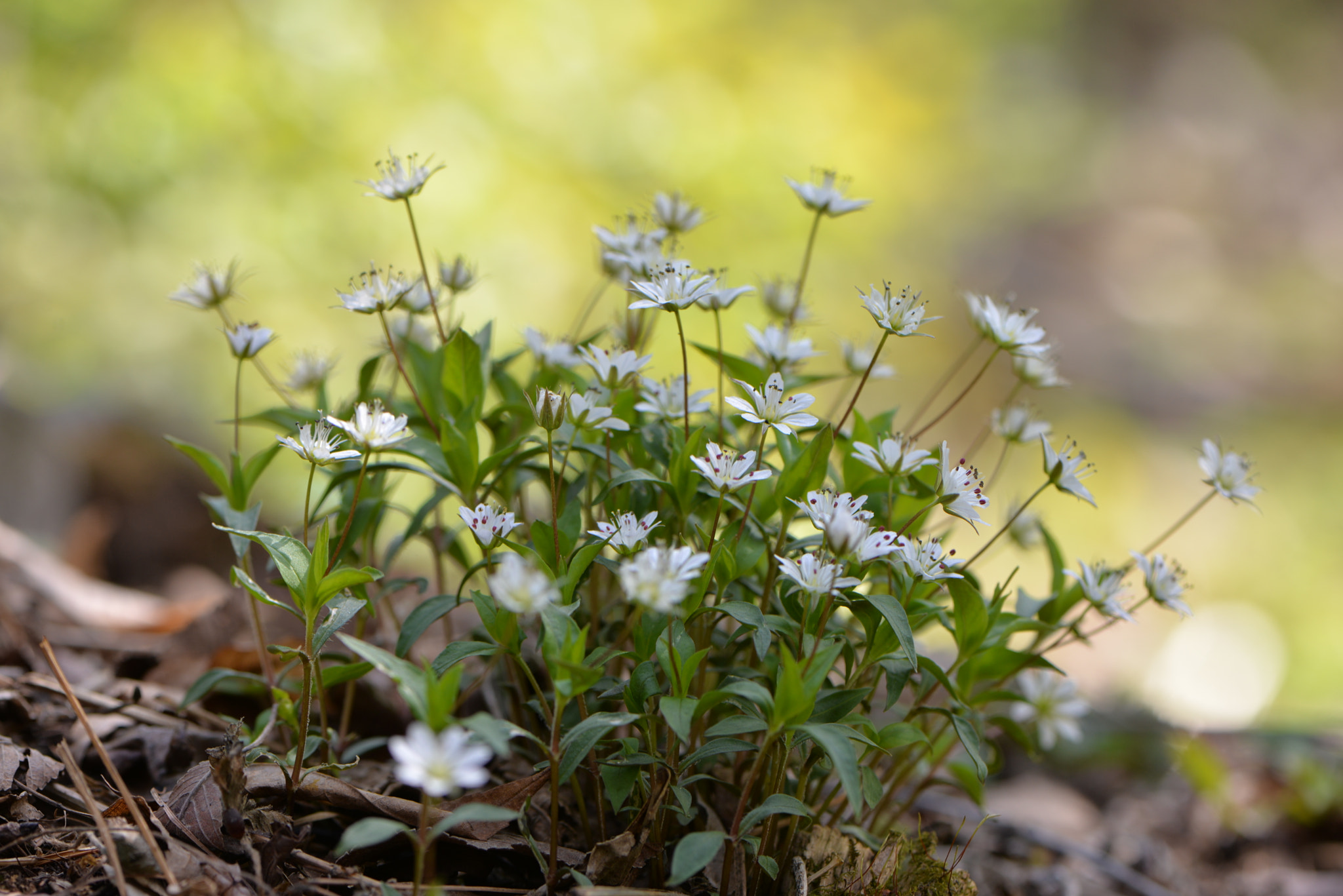 Nikon D610 + Nikon AF-S Micro-Nikkor 105mm F2.8G IF-ED VR sample photo