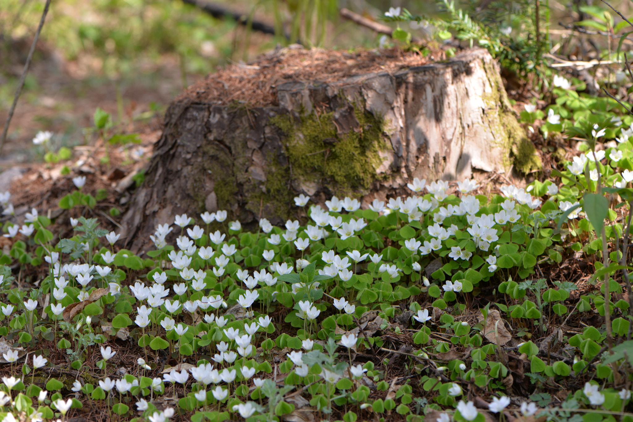 Nikon D610 + Nikon AF-S Micro-Nikkor 105mm F2.8G IF-ED VR sample photo