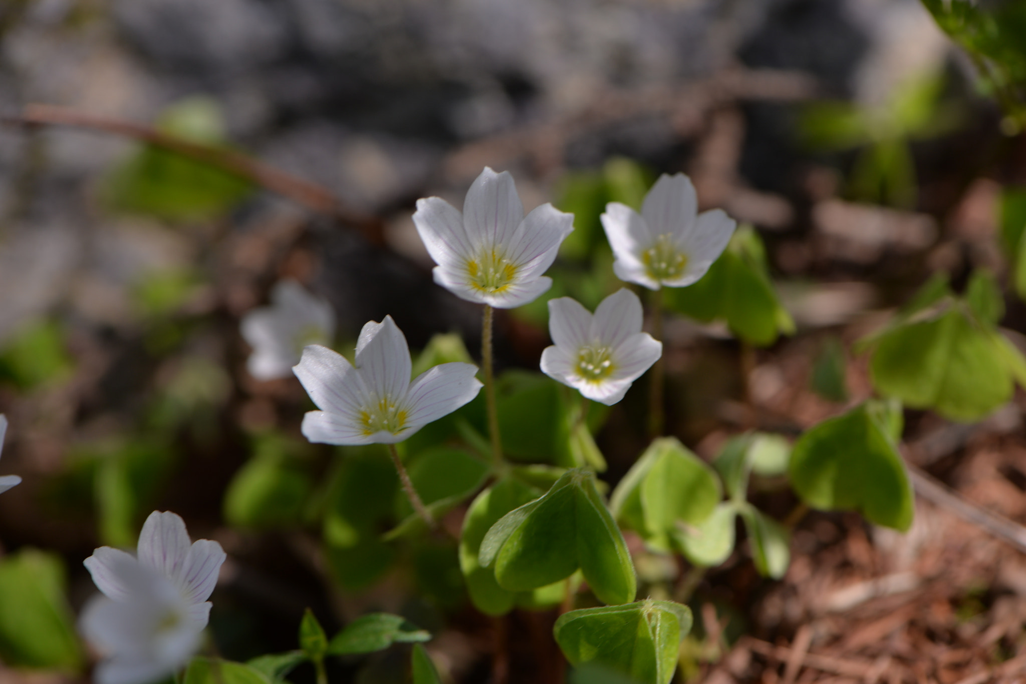 Nikon AF-S Micro-Nikkor 105mm F2.8G IF-ED VR sample photo