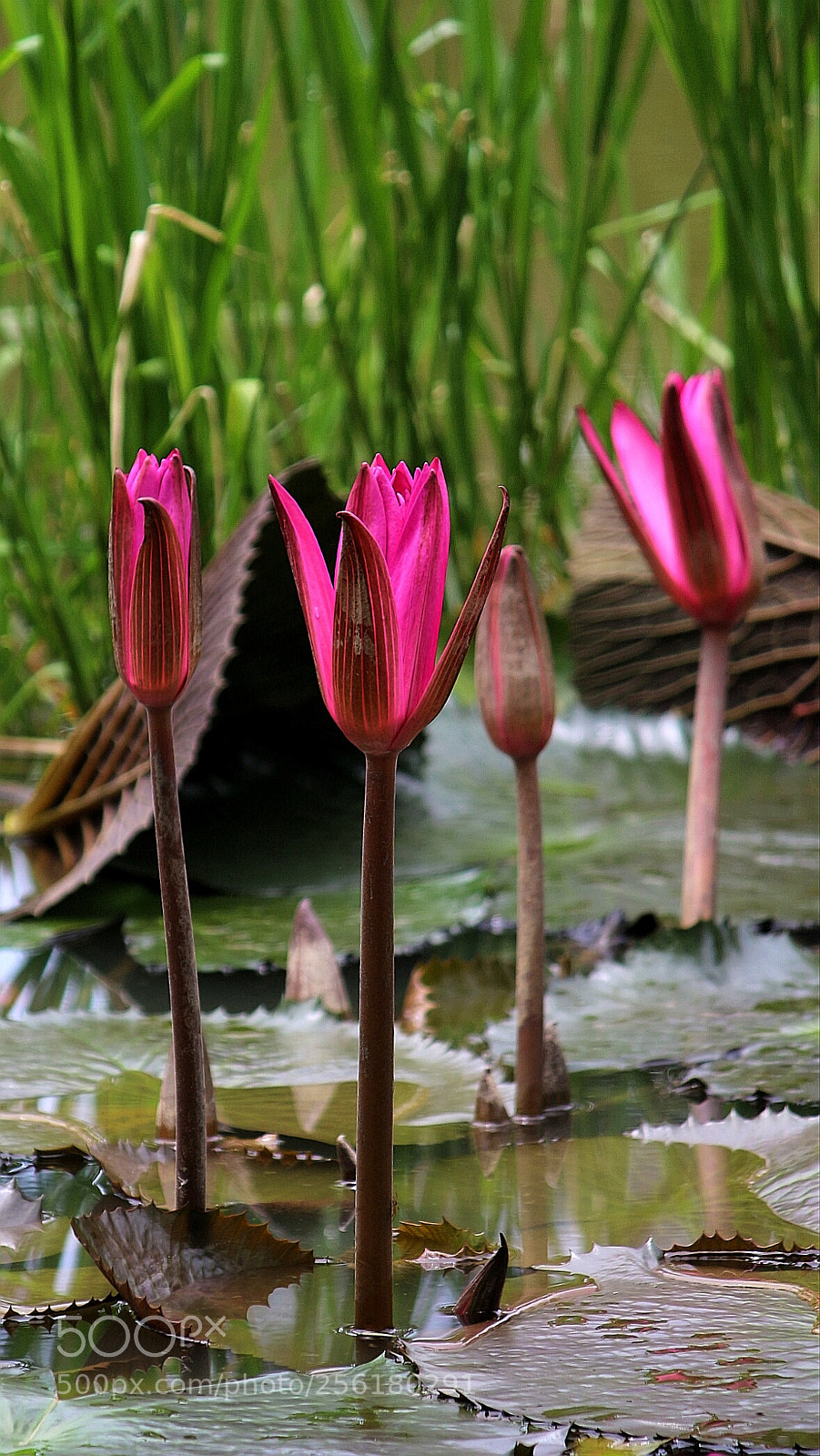 Canon EOS 700D (EOS Rebel T5i / EOS Kiss X7i) sample photo. Lotus photography