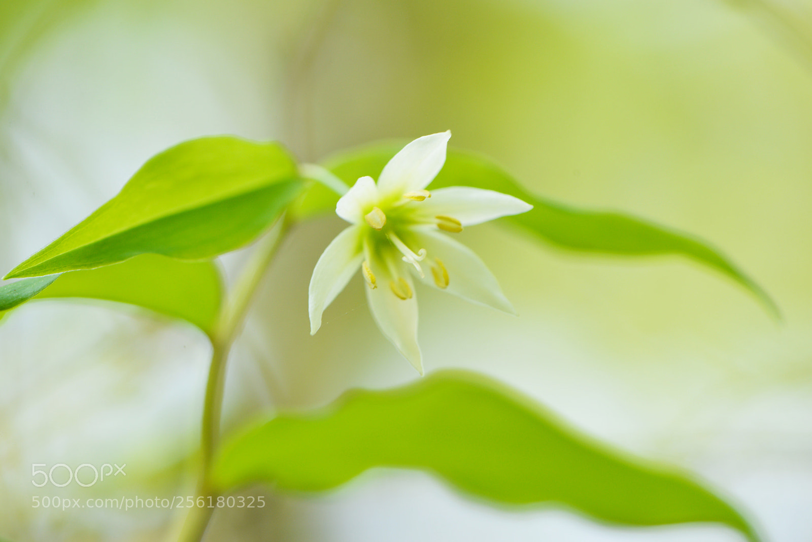 Nikon D610 sample photo. Untitled photography