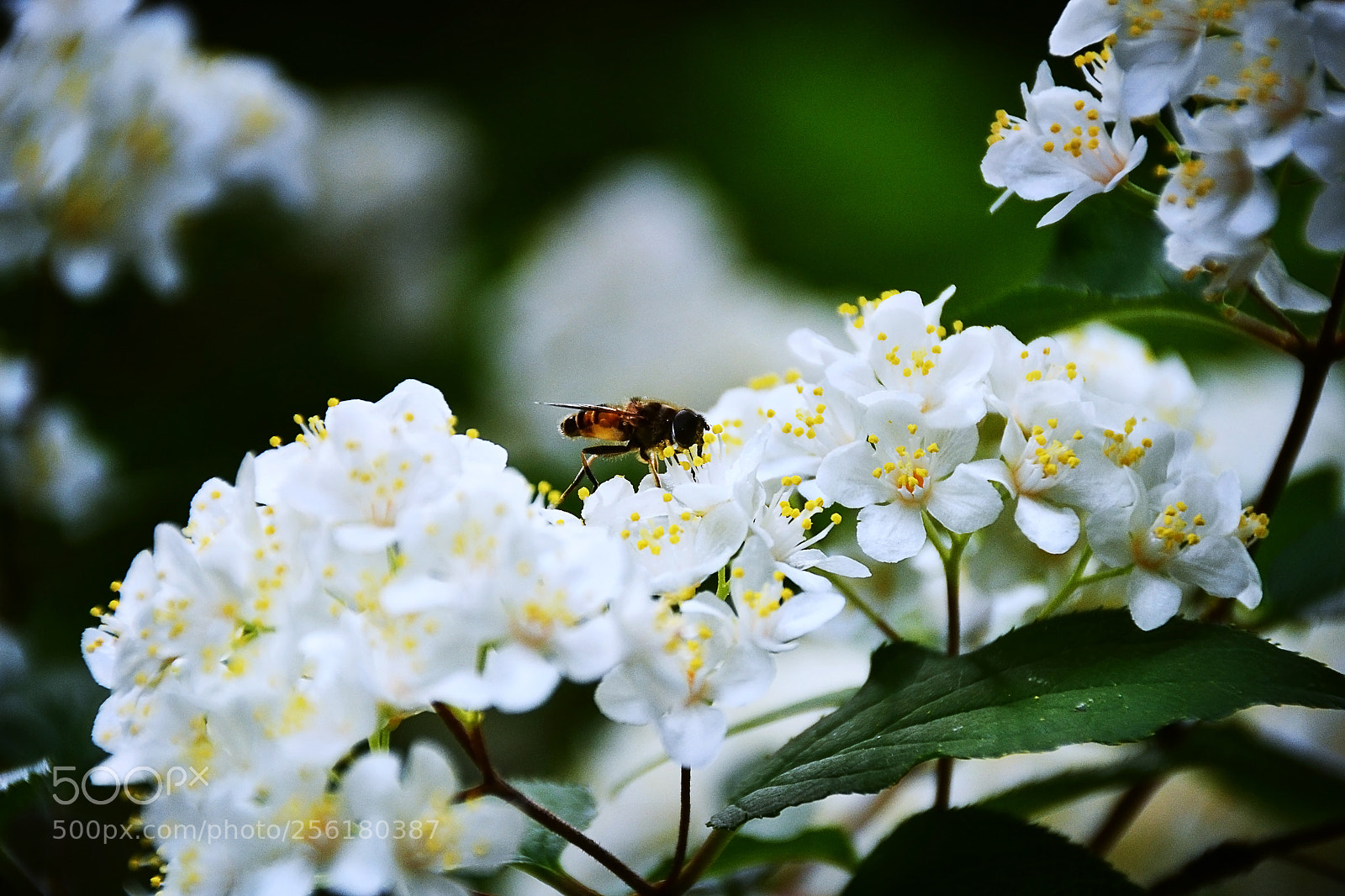 Nikon D3100 sample photo. Untitled photography