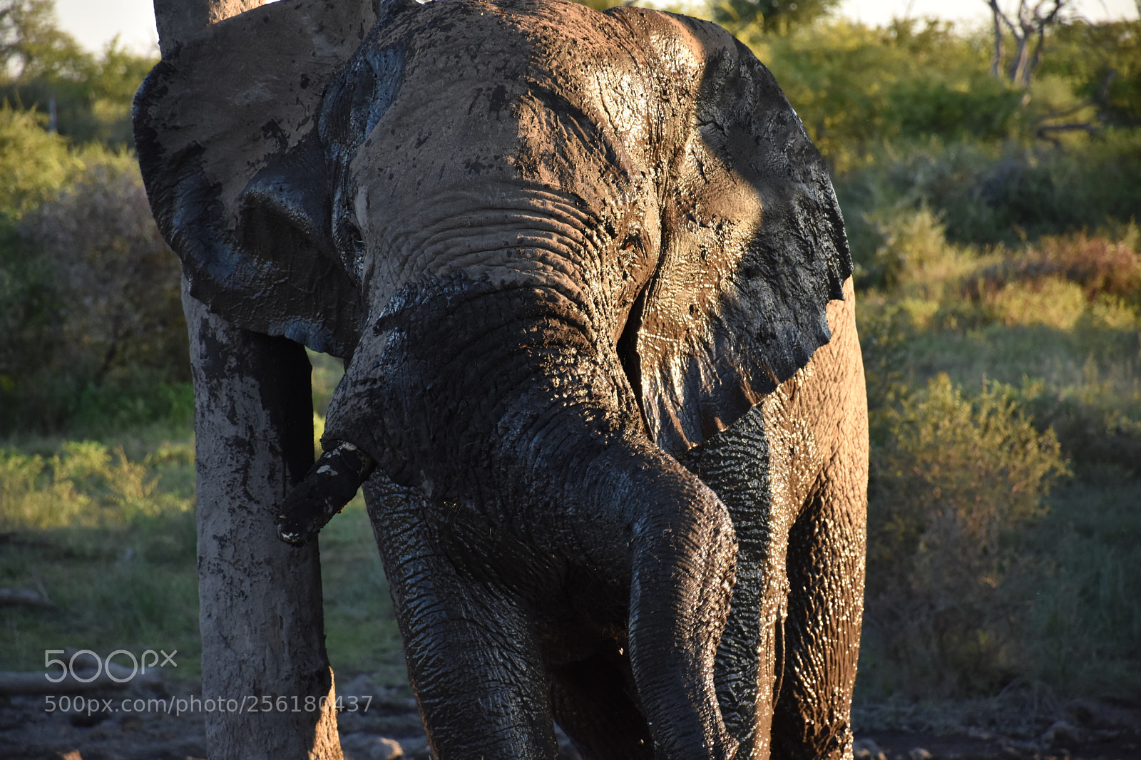 Nikon D7200 sample photo. Elephant mogorosi mud bath photography