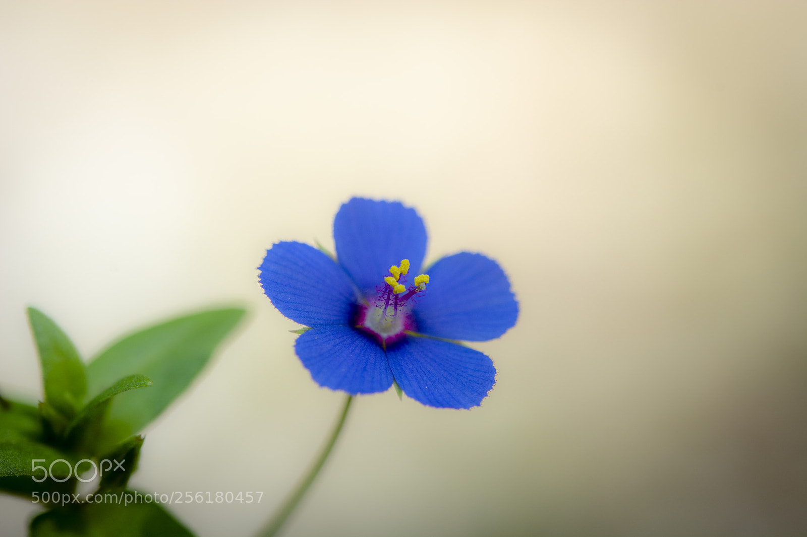 Nikon D7100 sample photo. Blue! photography