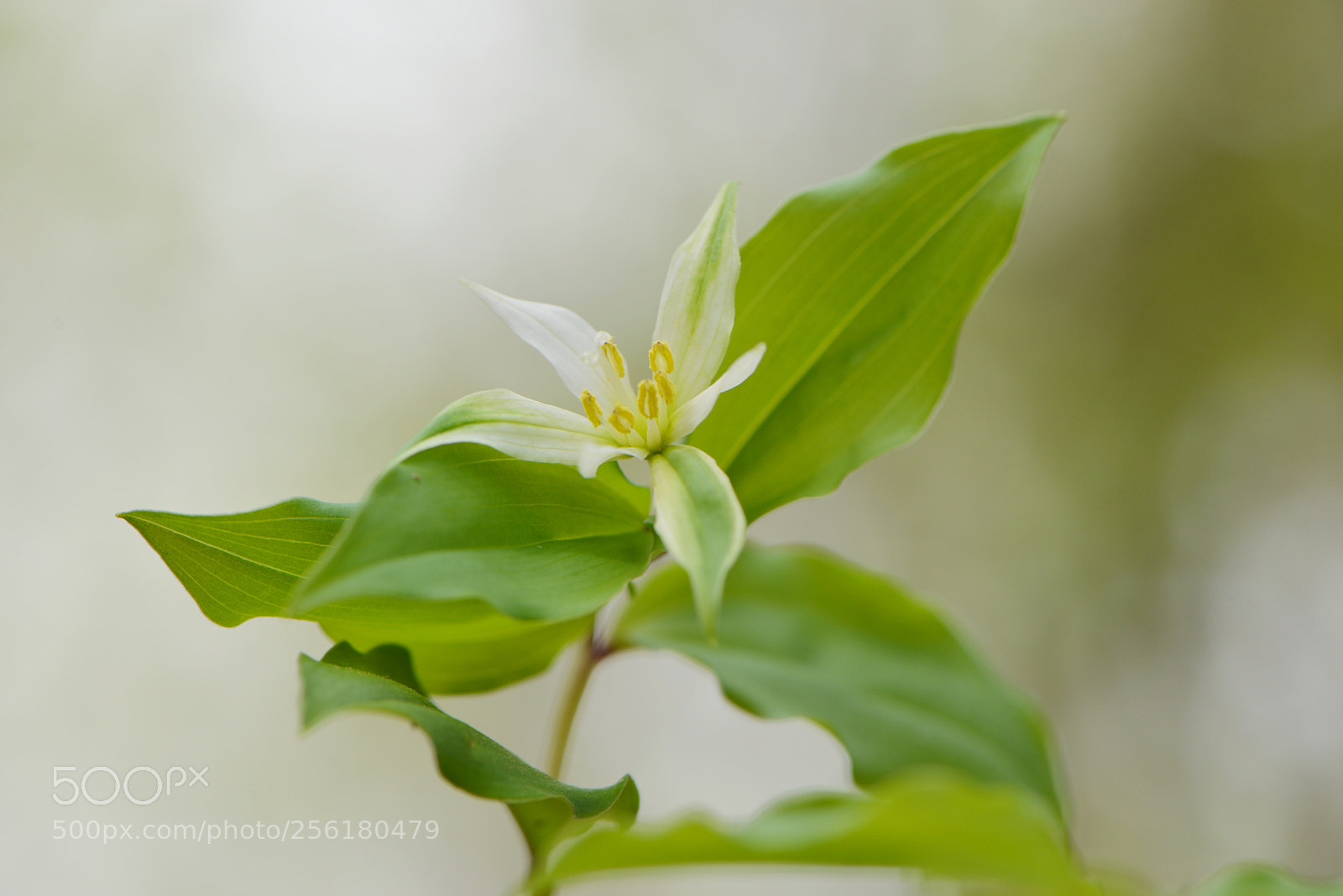 Nikon D610 sample photo. Untitled photography