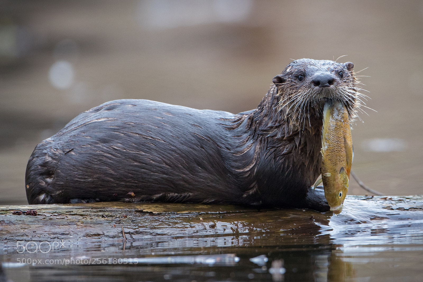 Canon EOS 7D Mark II sample photo. Fish breath photography