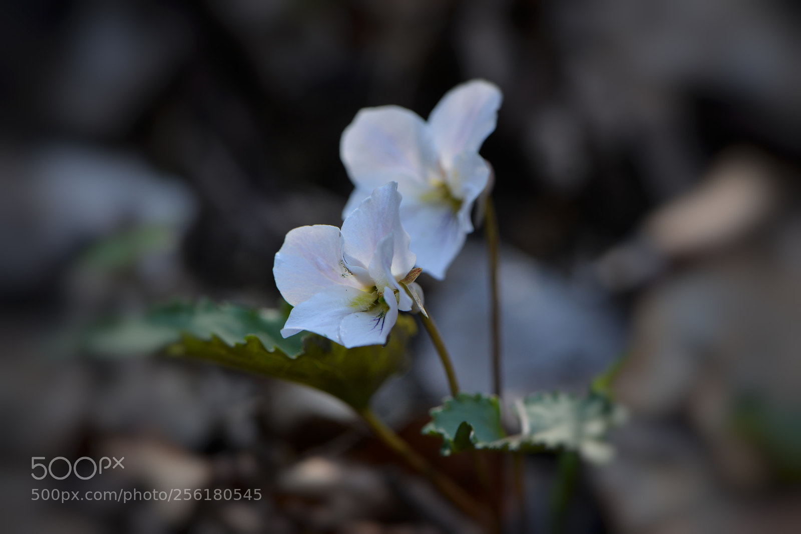 Nikon D610 sample photo. #태백제비꽂 photography