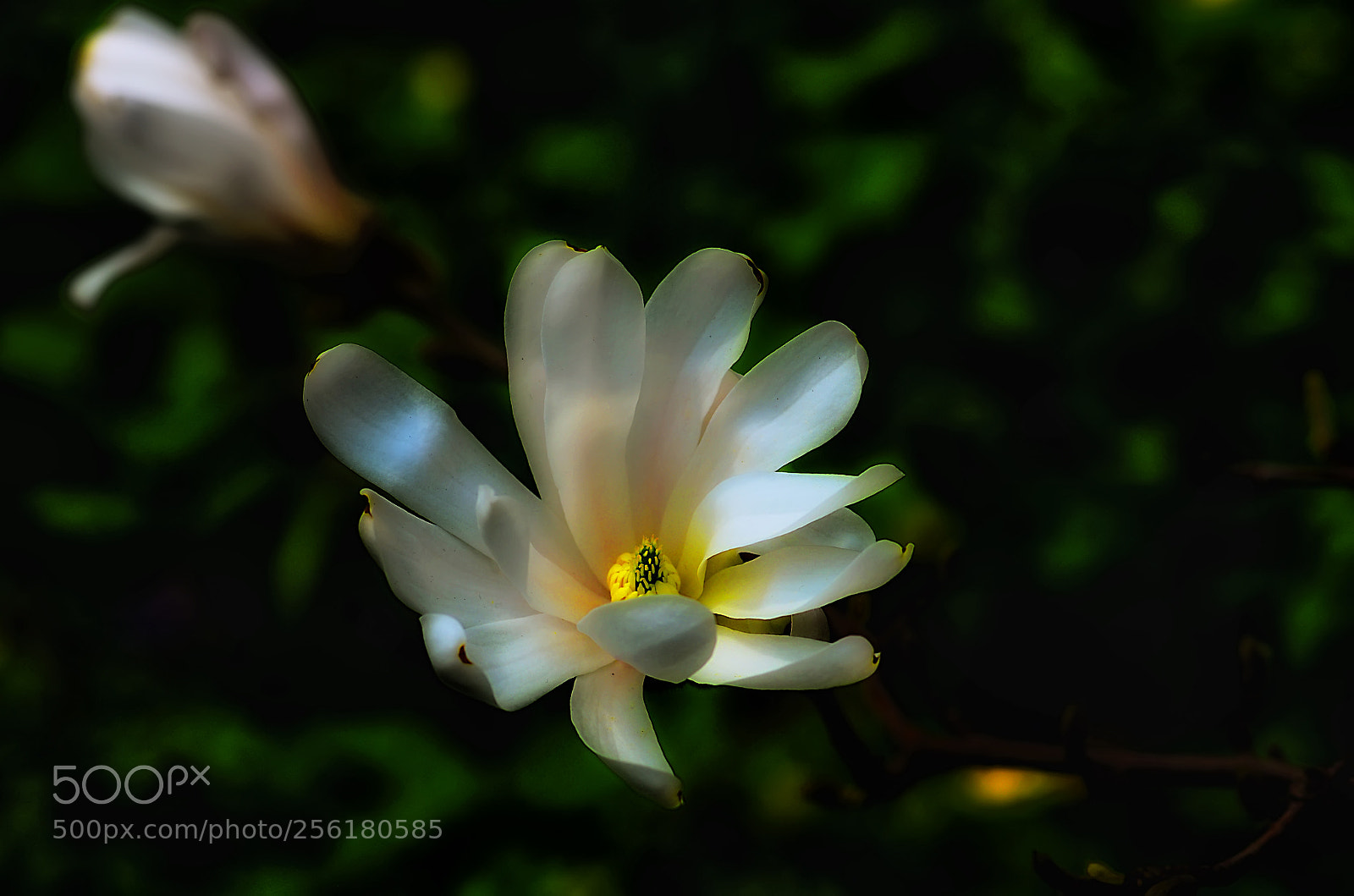 Nikon D800 sample photo. Flo_7850-1.jpg photography