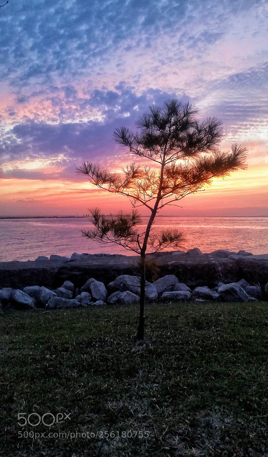 Samsung Galaxy S5 sample photo. Little tree photography
