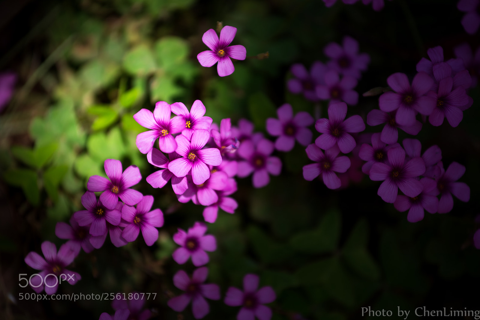 Nikon D750 sample photo. Flower photography