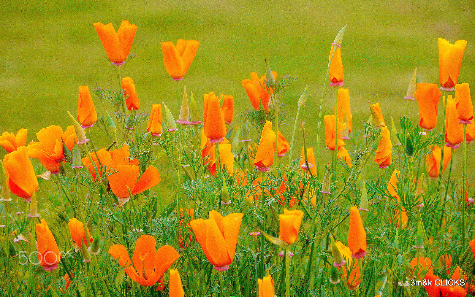 Panasonic Lumix DMC-GH2 sample photo. Ornage dominates photography