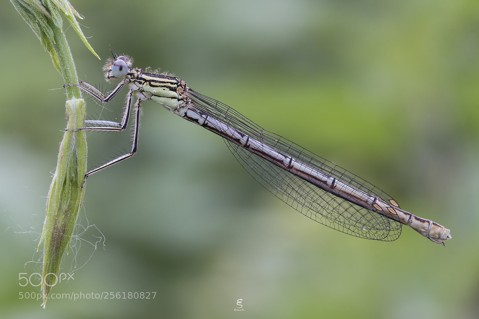 Canon EOS 700D (EOS Rebel T5i / EOS Kiss X7i) sample photo. Platycnemis pennipes ♀ photography