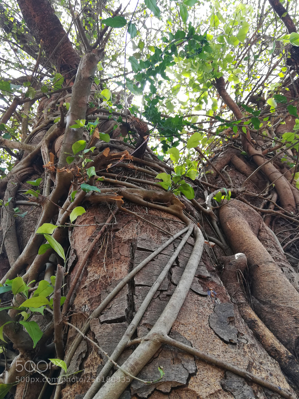 HUAWEI honor 6x sample photo. Tangled photography