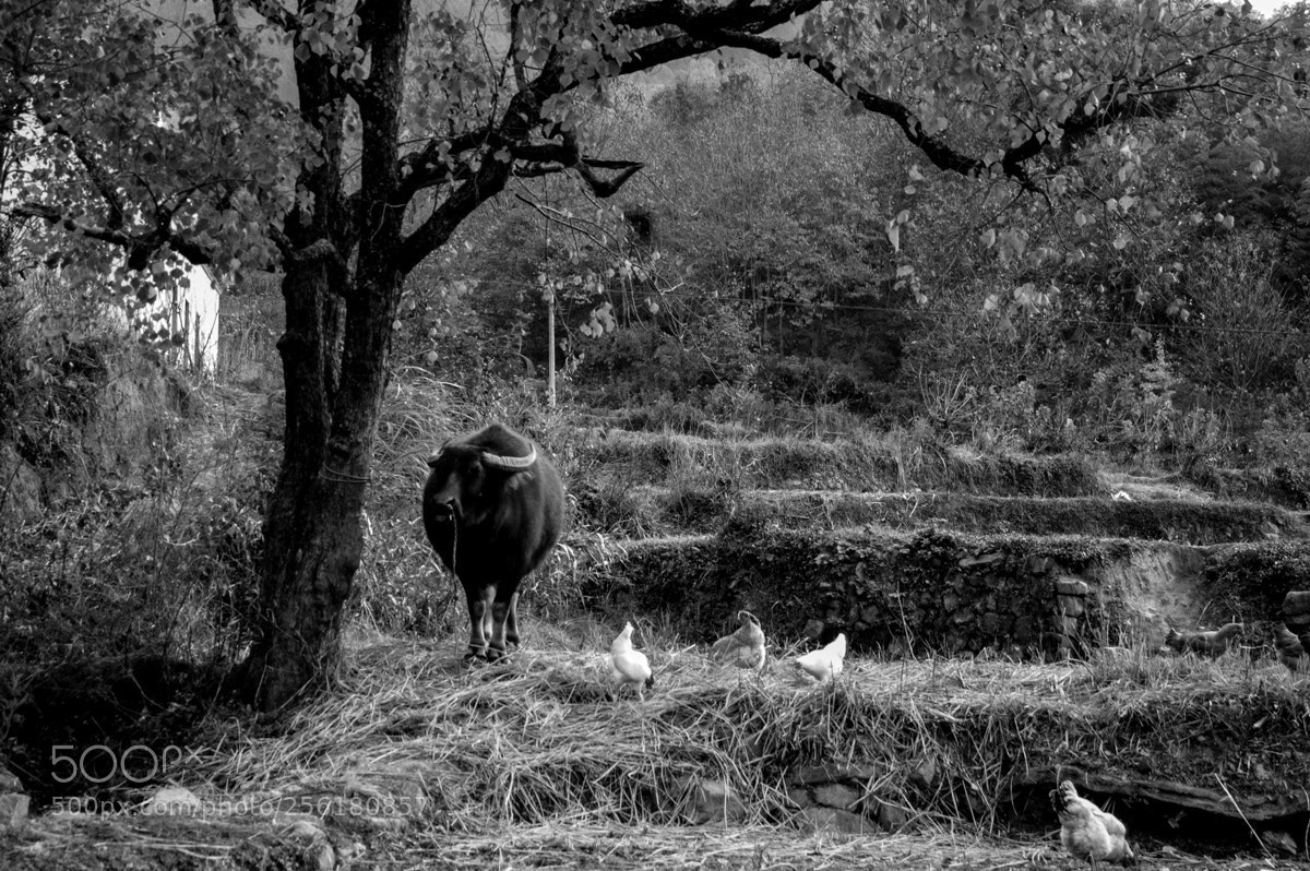 Nikon D70 sample photo. Village entrance photography