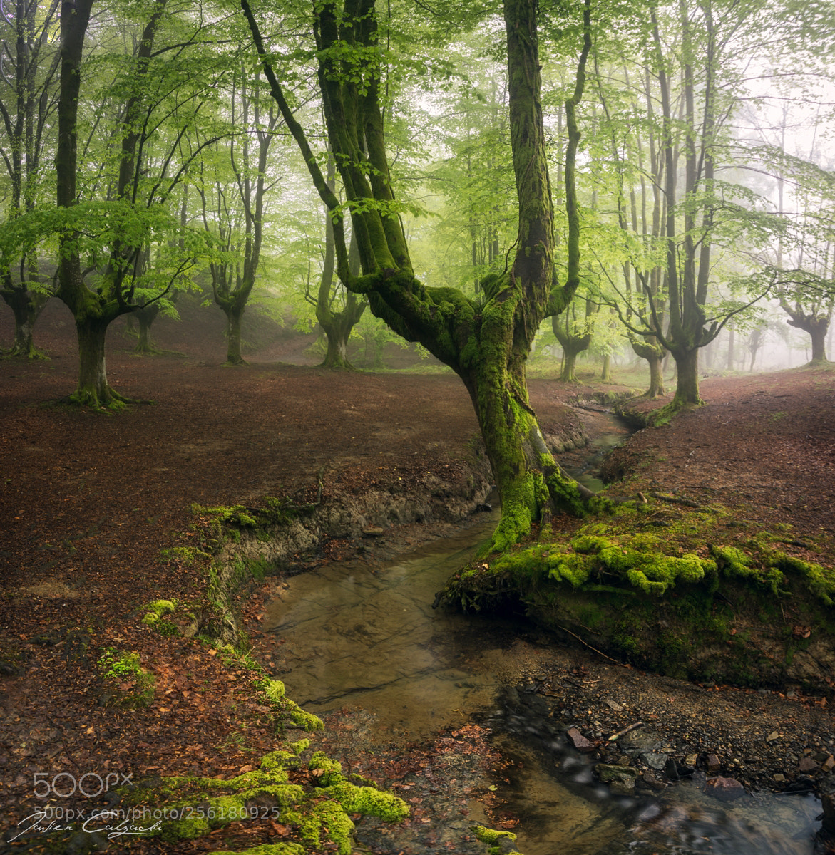 Pentax K-3 sample photo. Lost in the forest photography