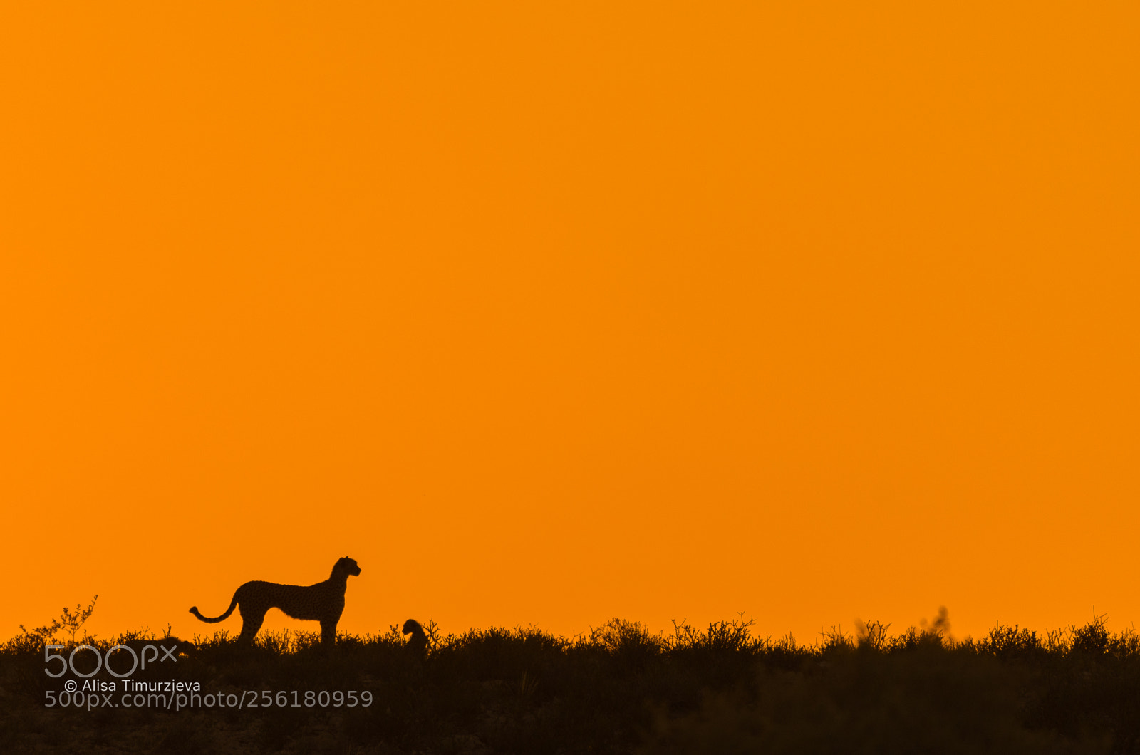 Nikon D500 sample photo. Cheetah family at sunrise photography