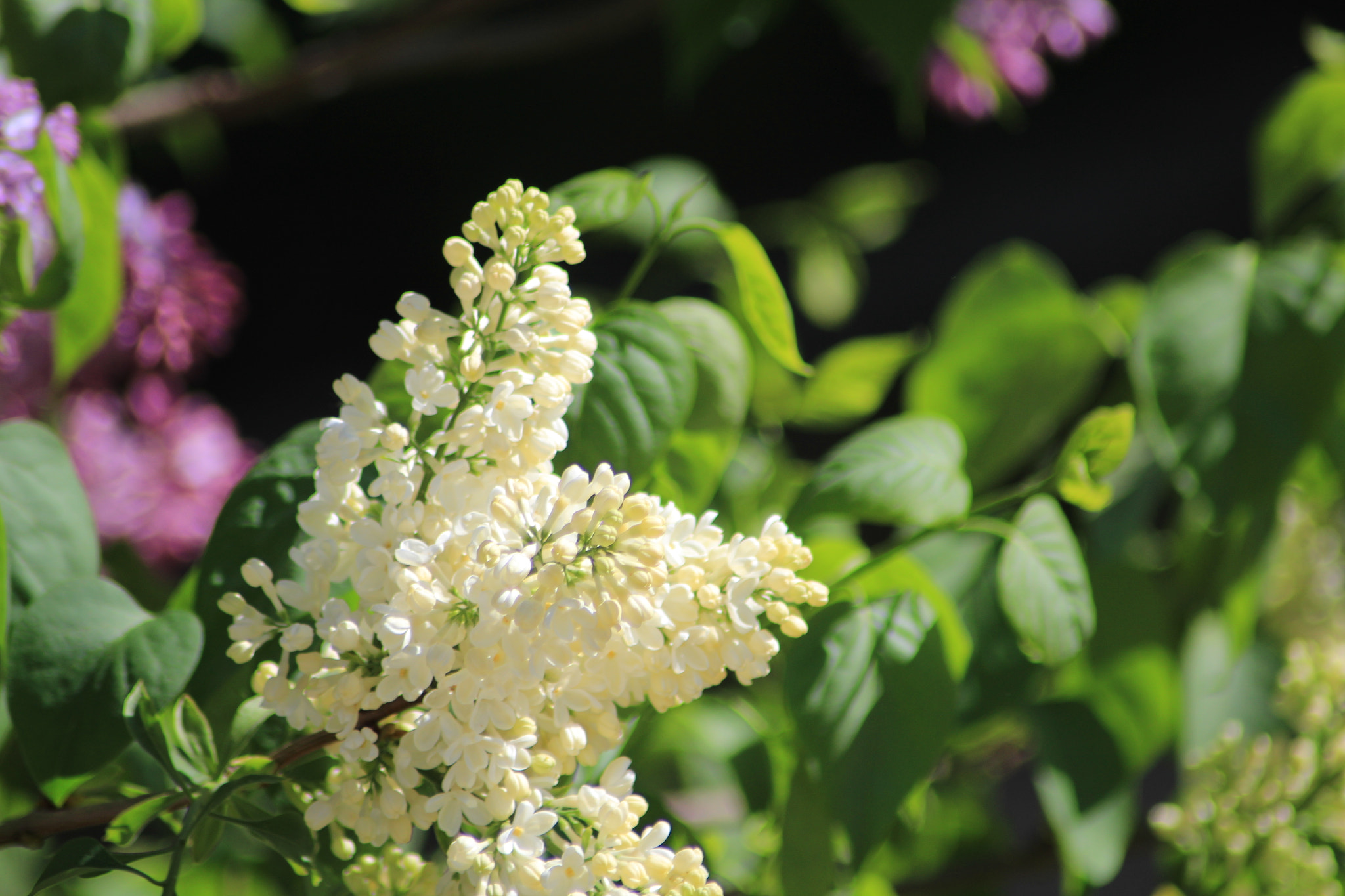 Canon EOS 1200D (EOS Rebel T5 / EOS Kiss X70 / EOS Hi) sample photo. Flieder photography