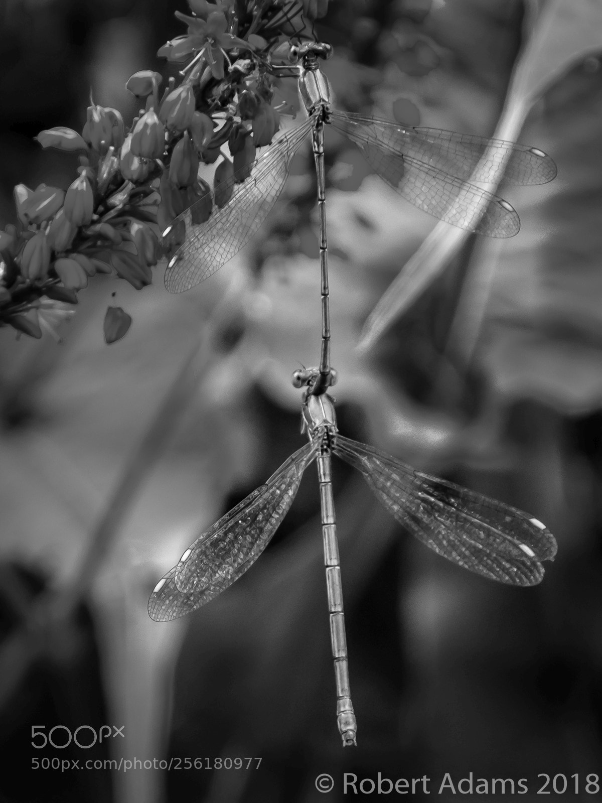Fujifilm X-T2 sample photo. Emerald damselflies photography
