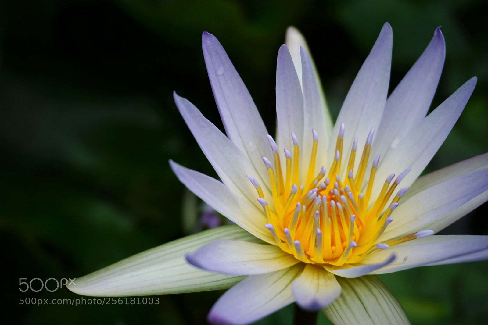 Sony a6000 sample photo. Water lily in full photography
