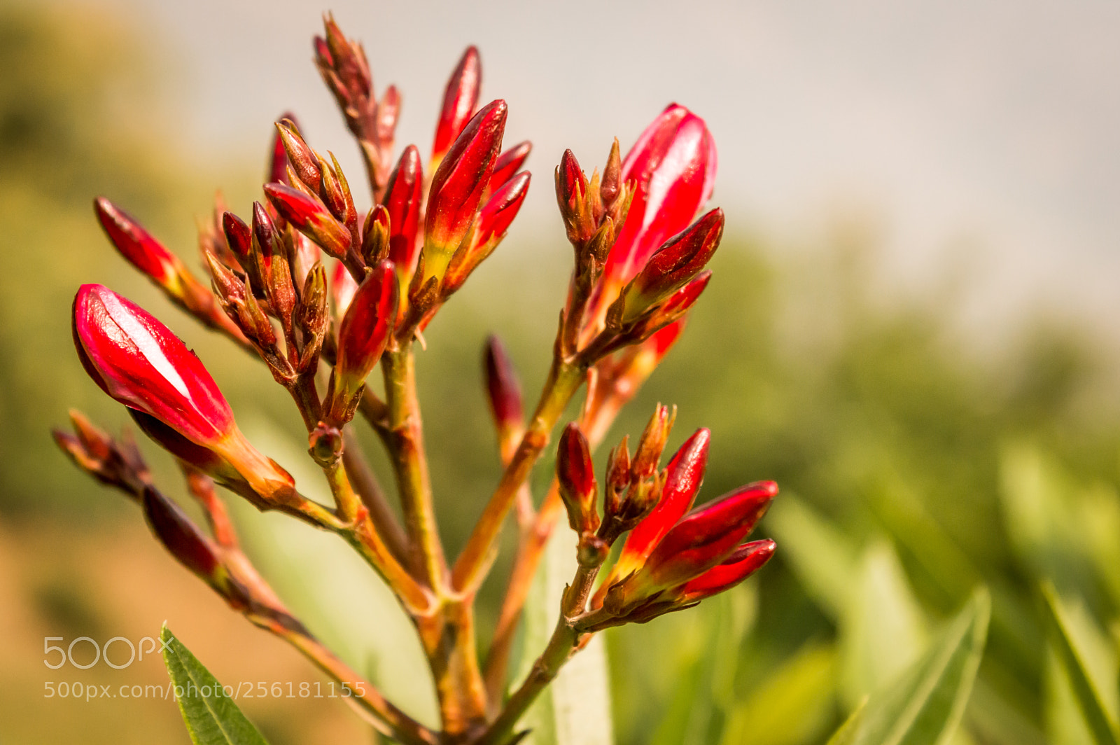 Nikon D3200 sample photo. Red flower and buds photography