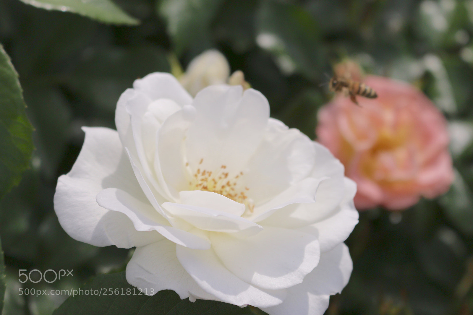 Canon EOS 70D sample photo. Flower and bee photography