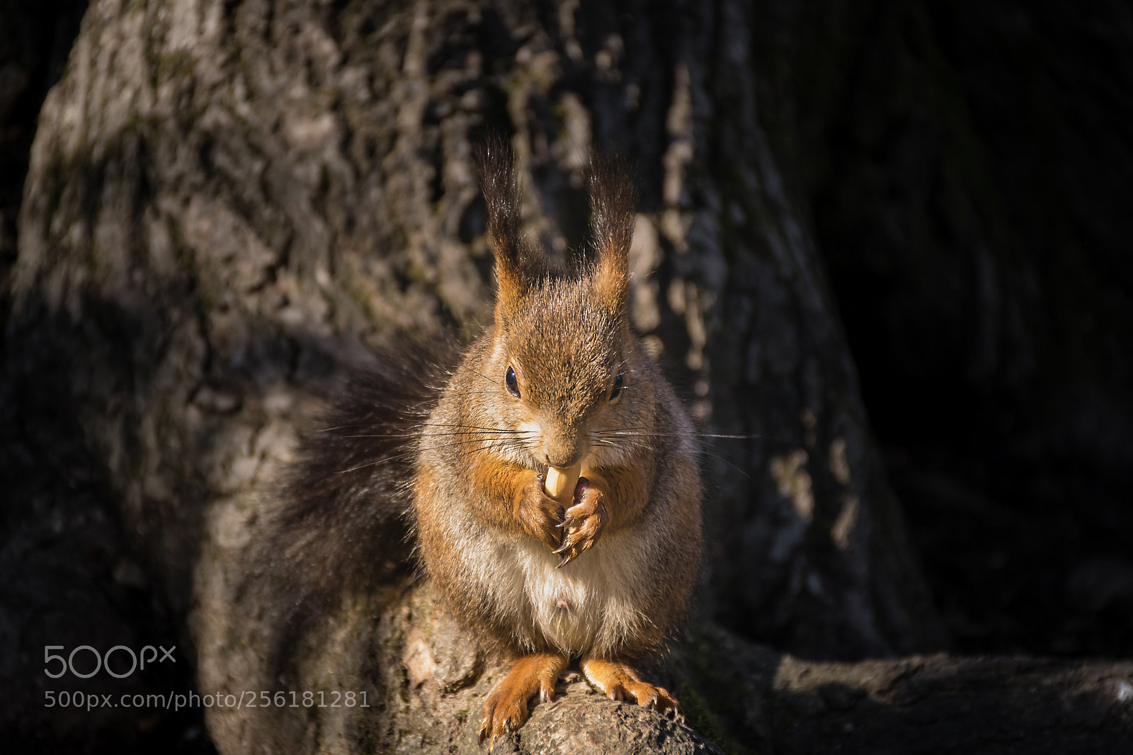 Nikon D5300 sample photo. Squirrel eating photography