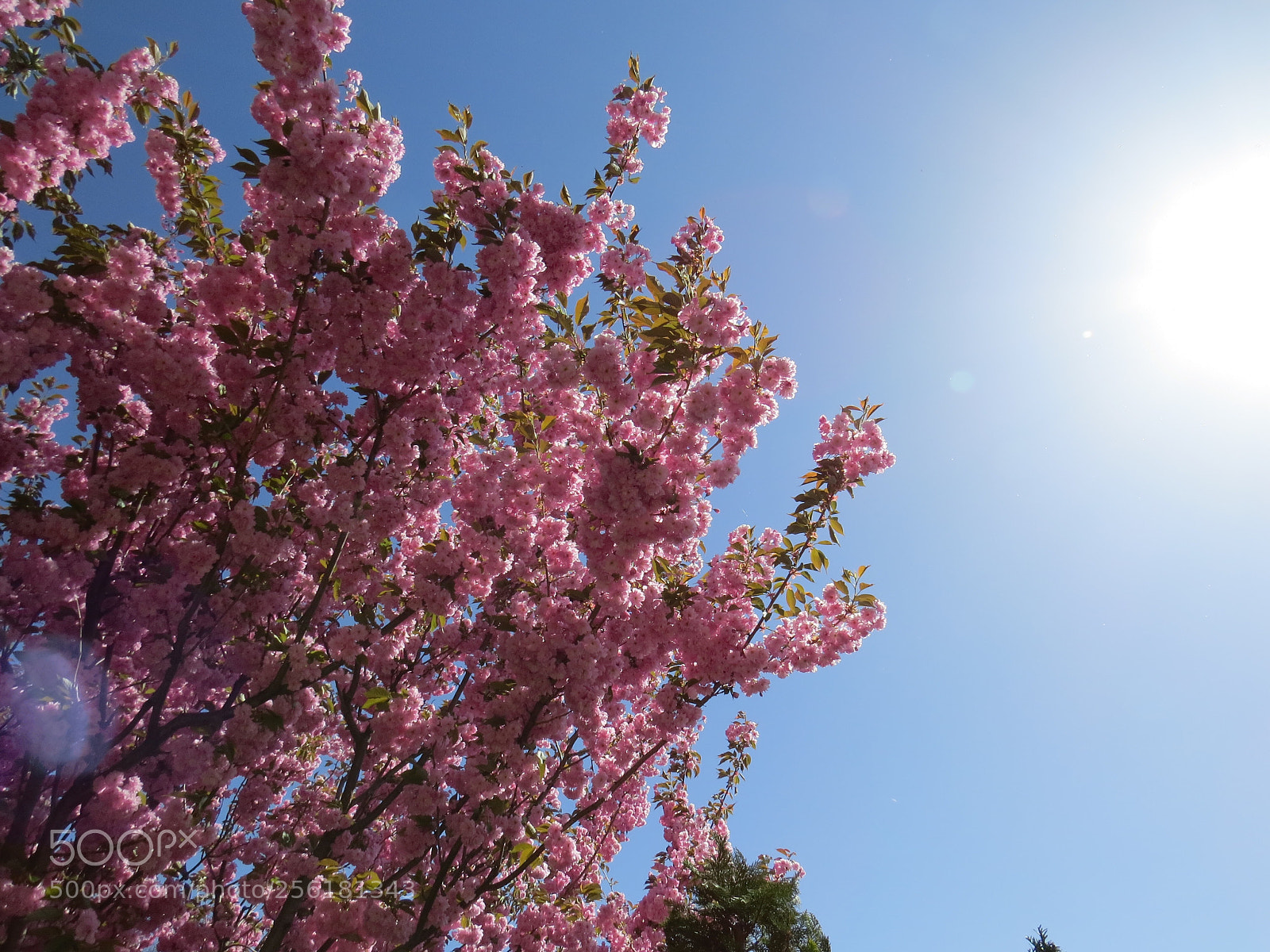 Canon PowerShot SX50 HS sample photo. Sakura  photography