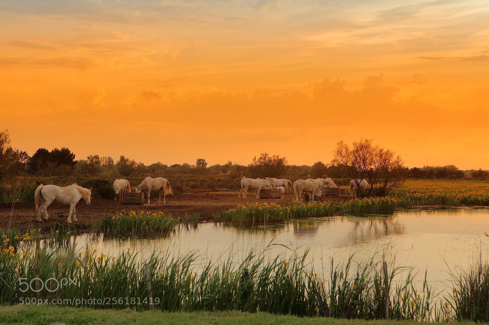 Canon EOS 6D + Canon EF 24-70mm F2.8L USM sample photo. Sunset photography